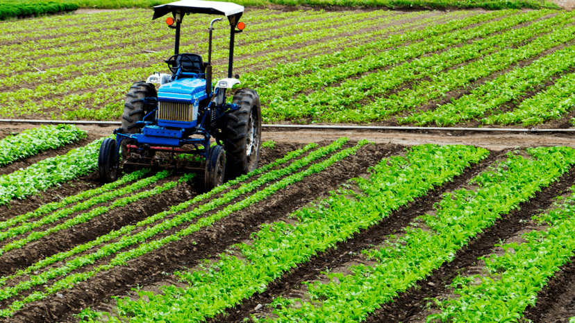 Blue tractor cultivating crop rows on an actively farmed agricultural property