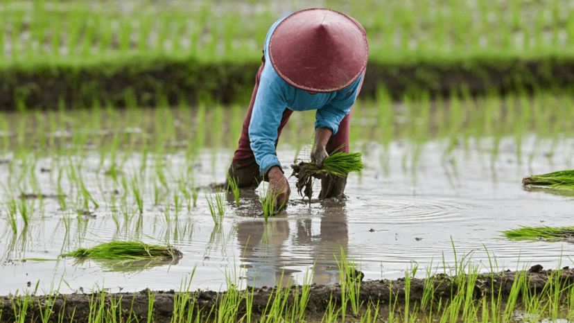 Farmer planting crops on productive agricultural land taxed below market value